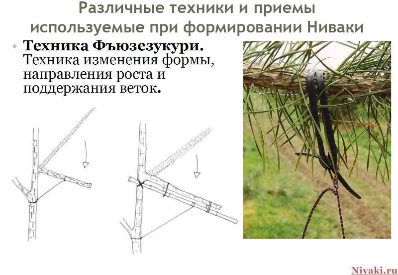 Ниваки из сосны обыкновенной схема