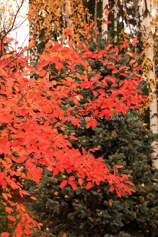 Ирга канадская. Осенняя окраска